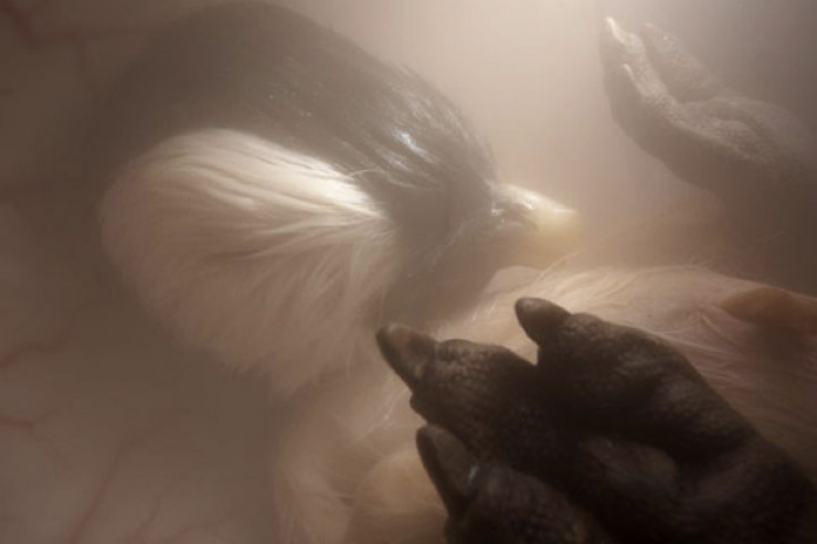 Illustration de l'article : 11 images incroyables de foetus d'animaux