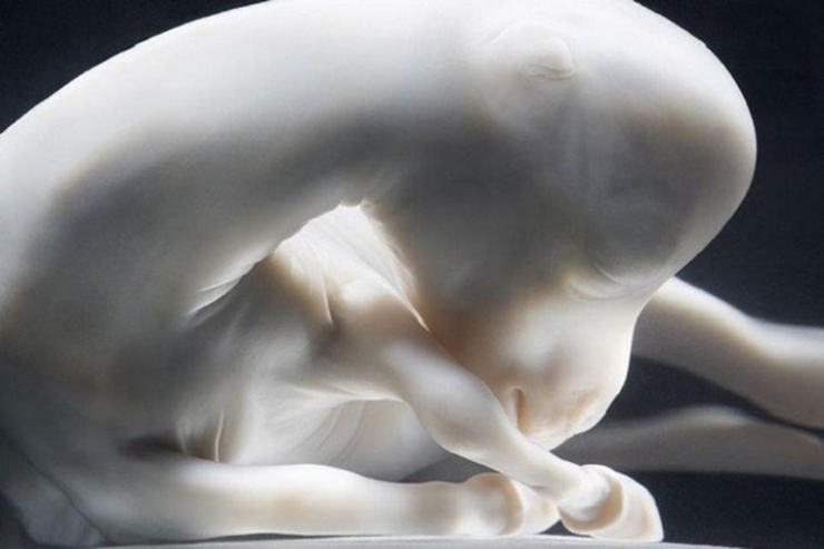 Illustration de l'article : 11 images incroyables de foetus d'animaux