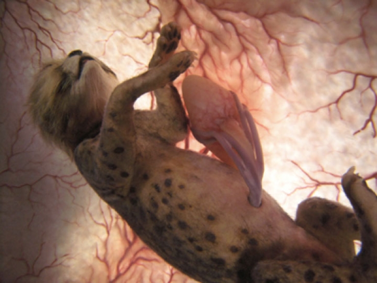 Illustration de l'article : 11 images incroyables de foetus d'animaux