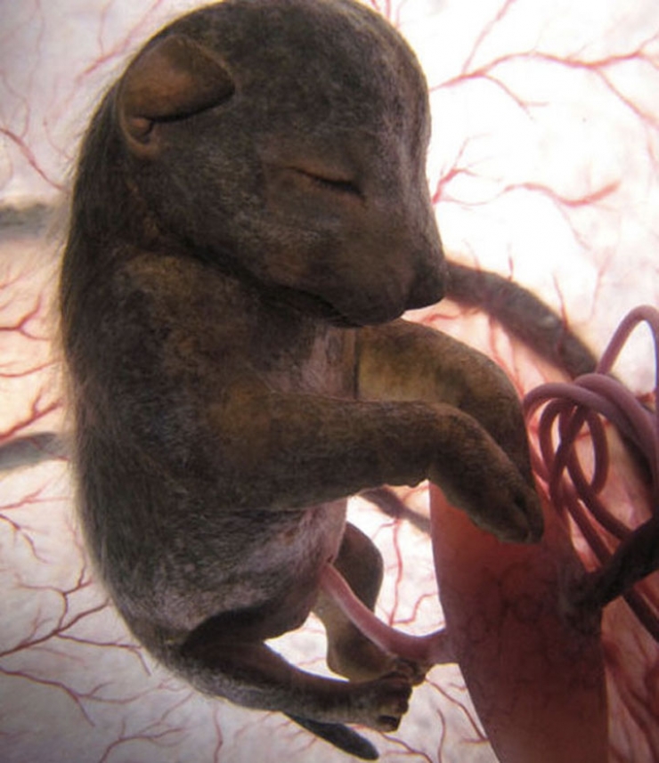 Illustration de l'article : 11 images incroyables de foetus d'animaux