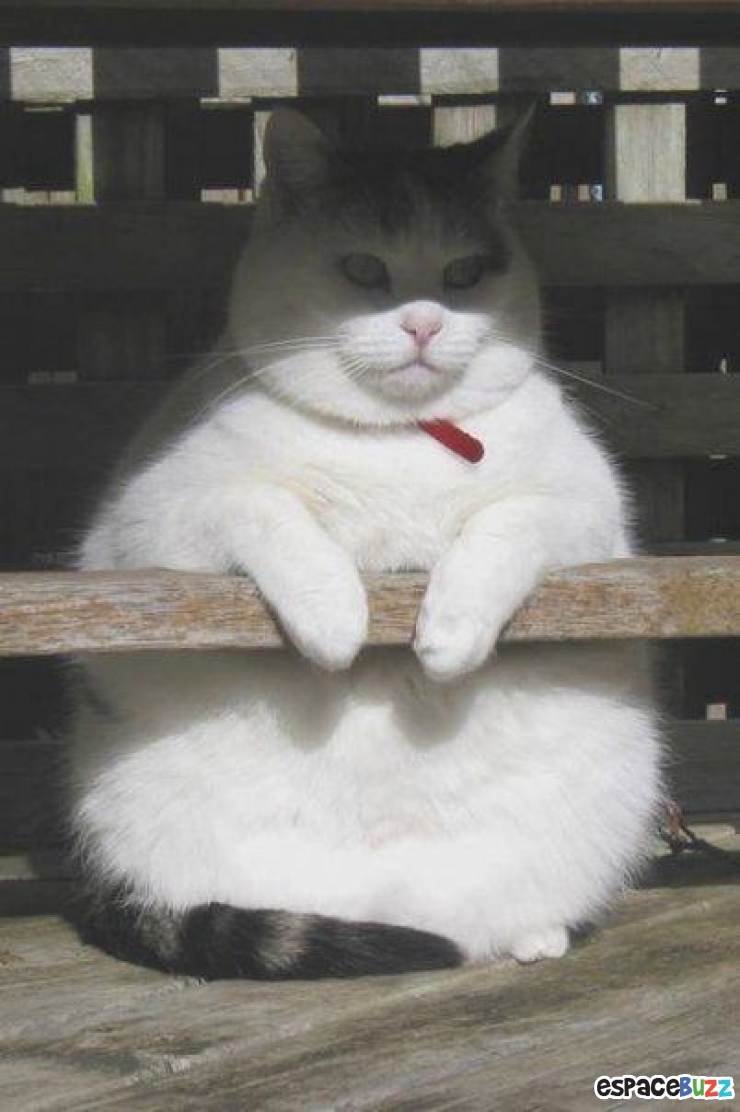 Illustration de l'article : 10 animaux auxquels un bon régime ferait le plus grand bien