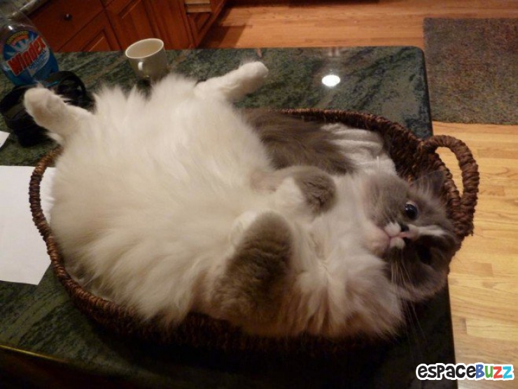 Illustration de l'article : 10 animaux auxquels un bon régime ferait le plus grand bien