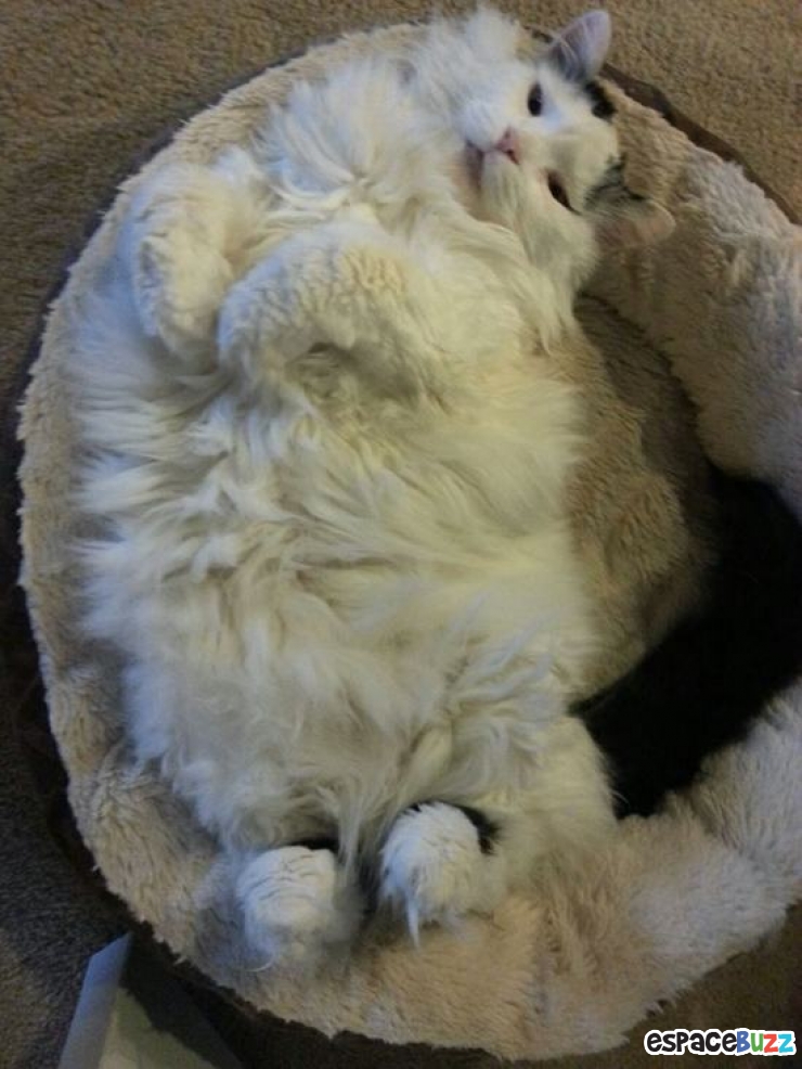 Illustration de l'article : 10 animaux auxquels un bon régime ferait le plus grand bien