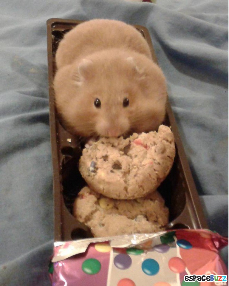 Illustration de l'article : 10 animaux auxquels un bon régime ferait le plus grand bien