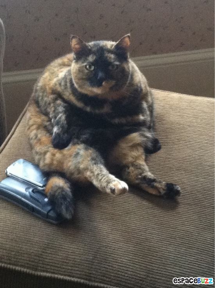 Illustration de l'article : 10 animaux auxquels un bon régime ferait le plus grand bien