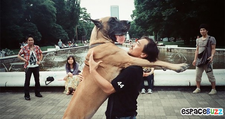 Illustration de l'article : 15 magnifiques photos de tendresse entre des chiens et leurs maîtres