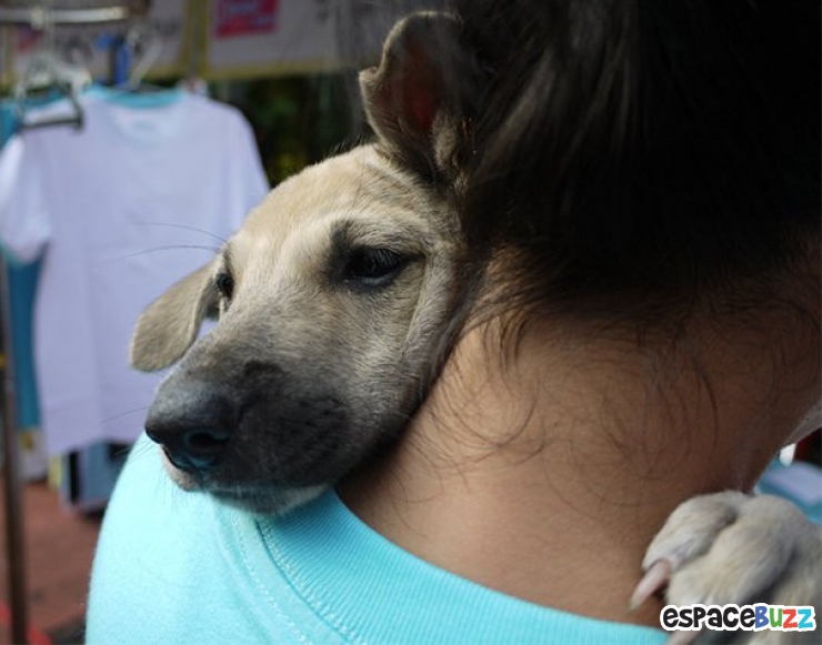 Illustration de l'article : 15 magnifiques photos de tendresse entre des chiens et leurs maîtres
