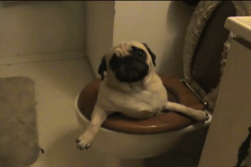 Illustration de l'article : 8 animaux qui ont le don de se mettre dans des situations délicates