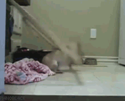 Illustration de l'article : 8 animaux qui ont le don de se mettre dans des situations délicates