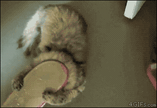 Illustration de l'article : 8 animaux qui ont le don de se mettre dans des situations délicates