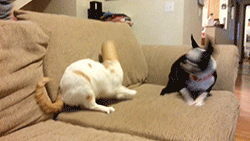 Illustration de l'article : 8 animaux qui ont le don de se mettre dans des situations délicates