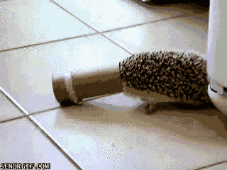 Illustration de l'article : 8 animaux qui ont le don de se mettre dans des situations délicates