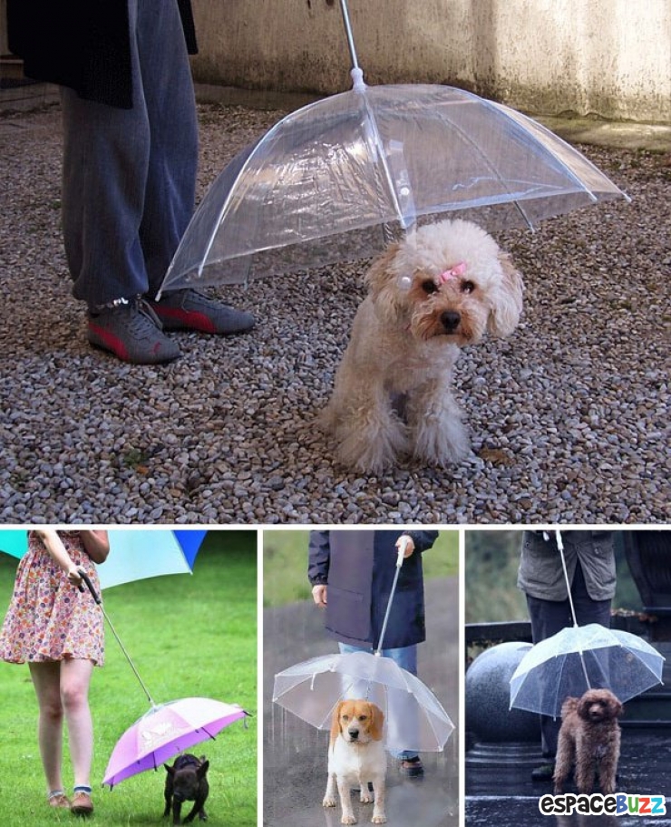 Illustration de l'article : 14 cadeaux sympas à offrir à votre chien