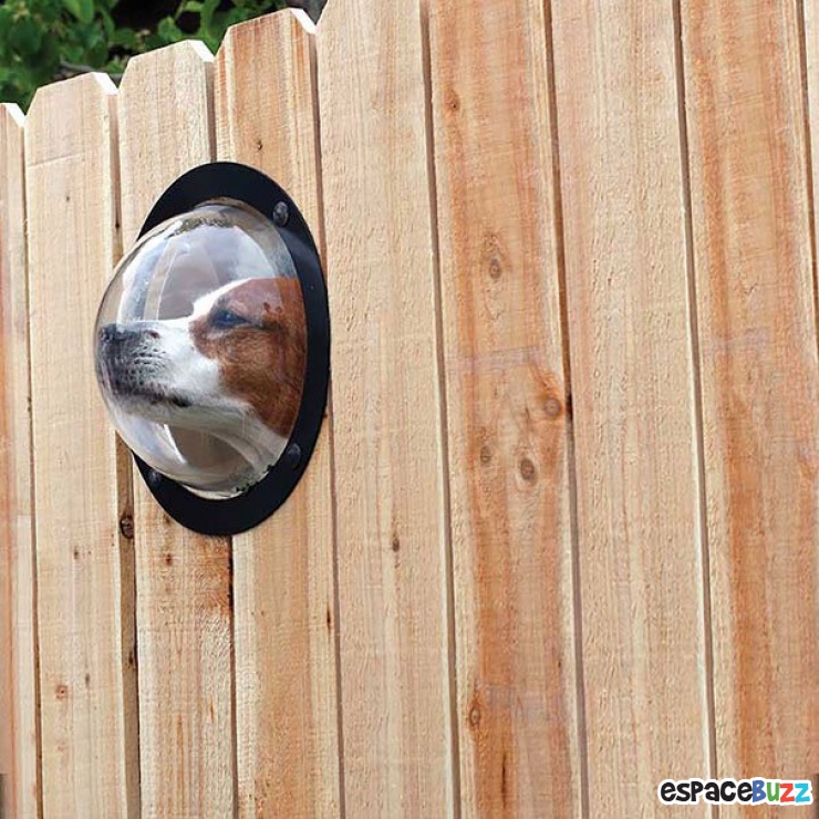 Illustration de l'article : 14 cadeaux sympas à offrir à votre chien