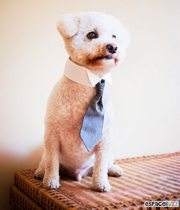 Illustration de l'article : 14 cadeaux sympas à offrir à votre chien