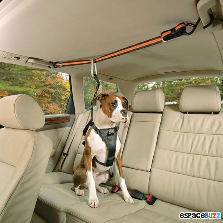 Illustration de l'article : 14 cadeaux sympas à offrir à votre chien