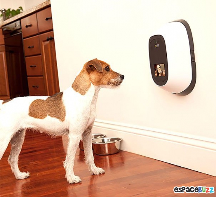 Illustration de l'article : 14 cadeaux sympas à offrir à votre chien