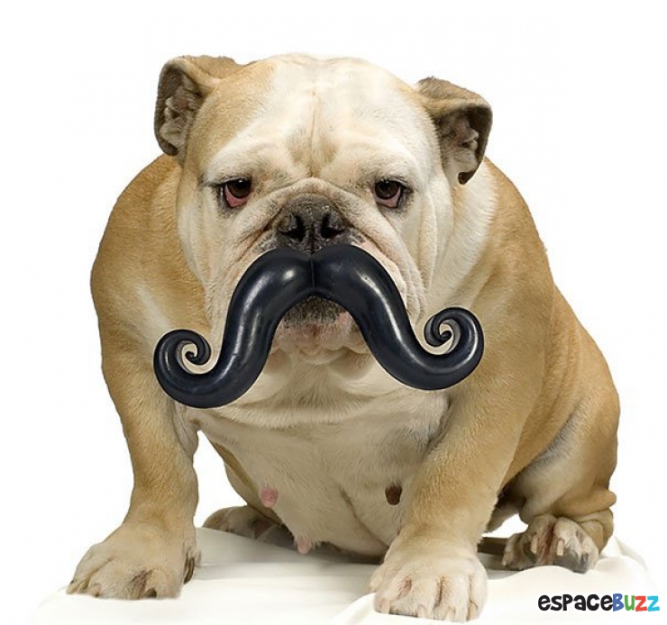 Illustration de l'article : 14 cadeaux sympas à offrir à votre chien