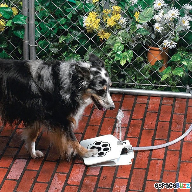 Illustration de l'article : 14 cadeaux sympas à offrir à votre chien