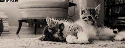 Illustration de l'article : 12 séquences ultra mignonnes de chatons endormis, ou sur le point de s'endormir