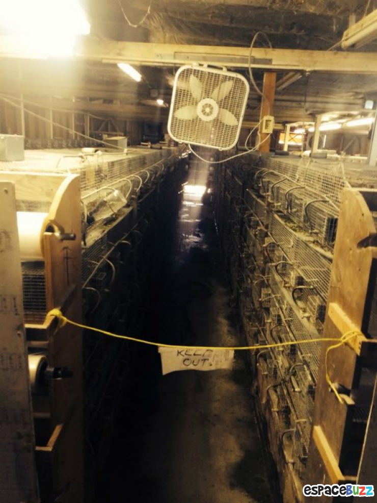 Illustration de l'article : Sam Simon sauve plus de 400 chinchillas