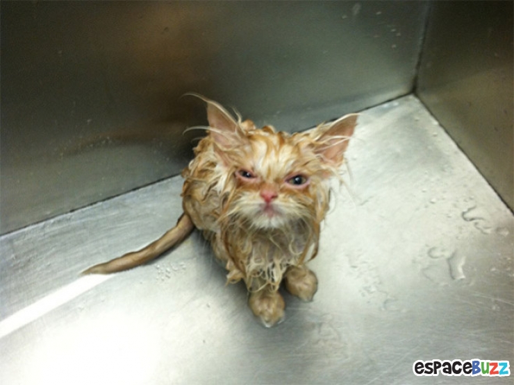 Illustration de l'article : 10 photos d'animaux au regard ultra suspect