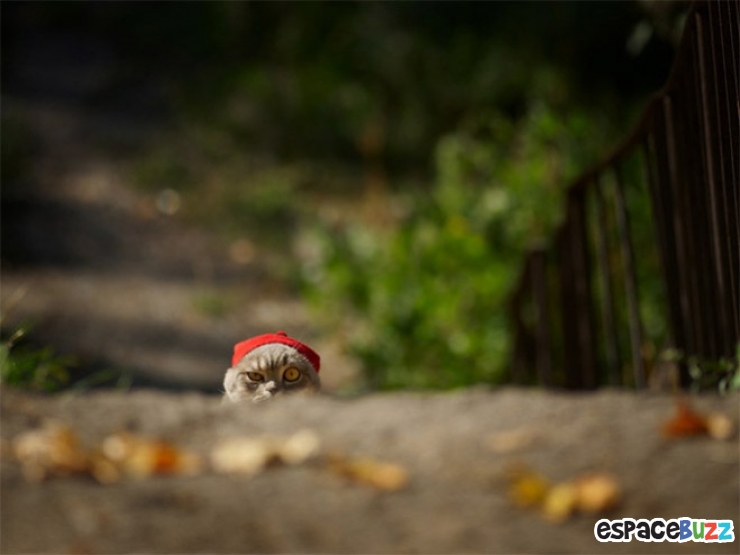 Illustration de l'article : 10 photos d'animaux au regard ultra suspect