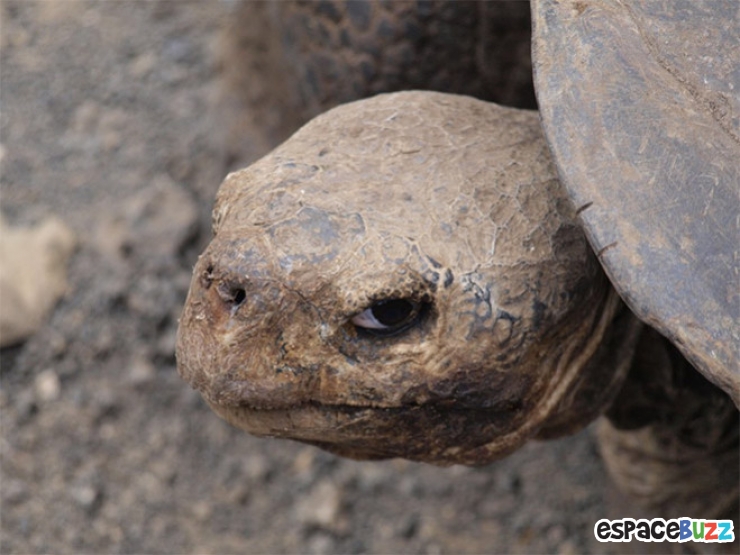 Illustration de l'article : 10 photos d'animaux au regard ultra suspect