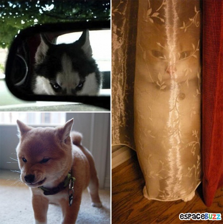 Illustration de l'article : 10 photos d'animaux au regard ultra suspect