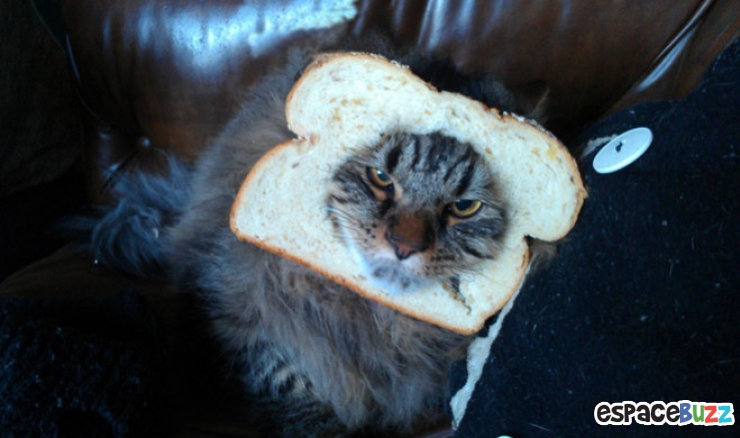 Illustration de l'article : 10 photos d'animaux au regard ultra suspect