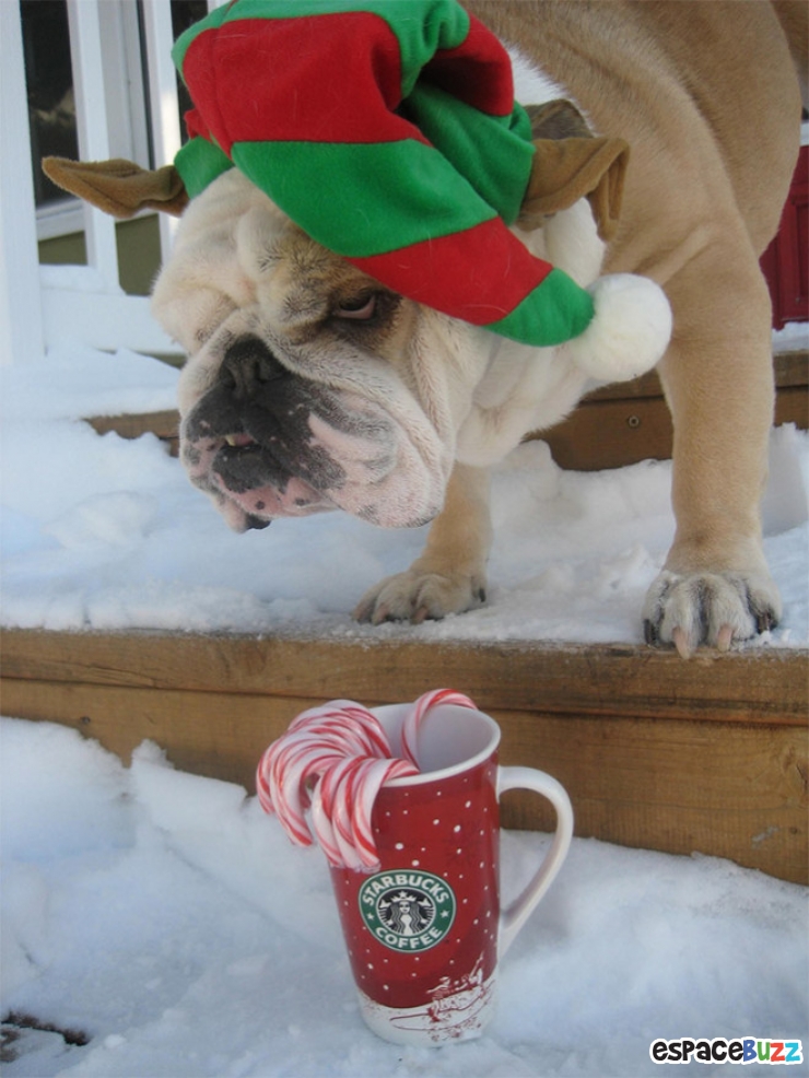 Illustration de l'article : 10 photos d'animaux au regard ultra suspect