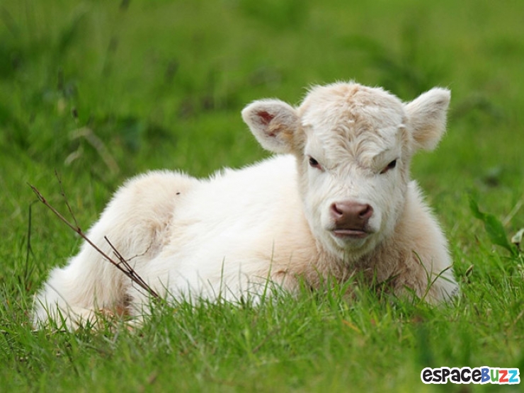 Illustration de l'article : 10 photos d'animaux au regard ultra suspect