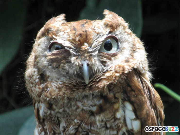 10 Photos D animaux Au Regard Ultra Suspect meme-where-did-that-bring-you-back-to-me-all-templates-meme