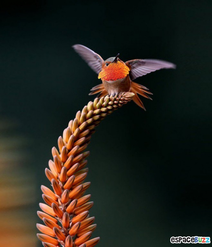Illustration de l'article : Toute la beaut&eacute; du colibri en 10 photos