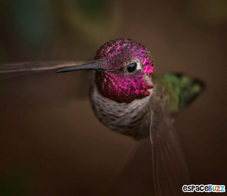 Illustration de l'article : Toute la beaut&eacute; du colibri en 10 photos