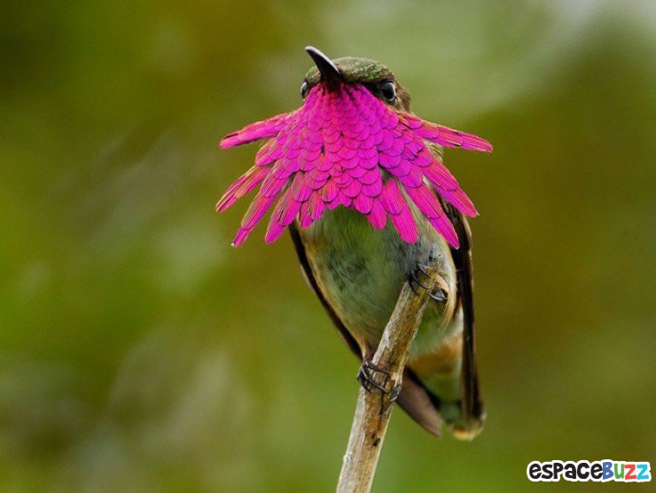 Illustration de l'article : Toute la beaut&eacute; du colibri en 10 photos