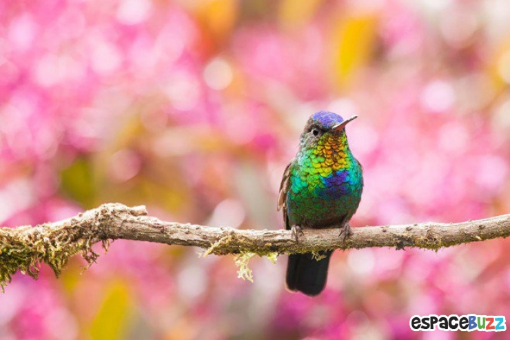 Illustration de l'article : Toute la beaut&eacute; du colibri en 10 photos