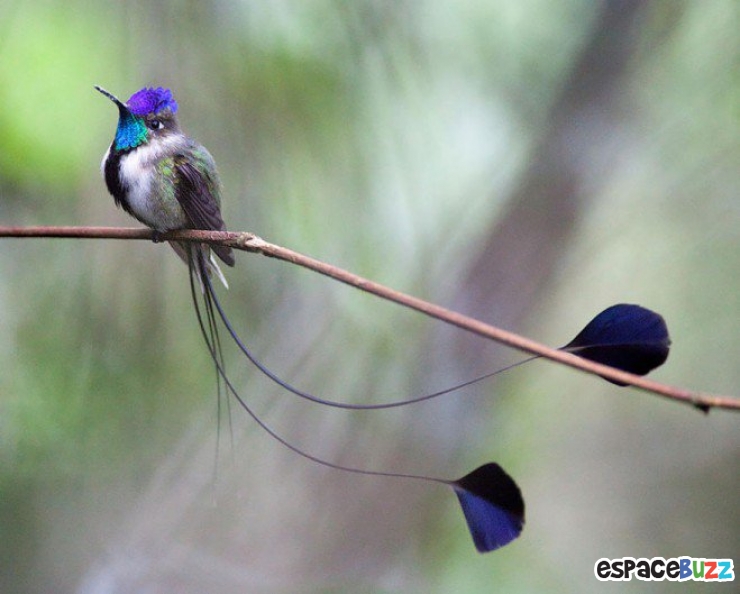 Illustration de l'article : Toute la beaut&eacute; du colibri en 10 photos