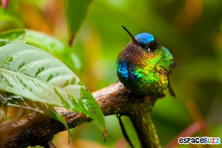 Illustration de l'article : Toute la beaut&eacute; du colibri en 10 photos