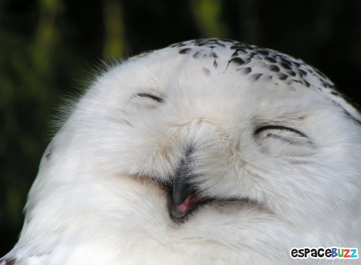 Illustration de l'article : 26 animaux qui ont l'air d'en avoir fumé de la bonne