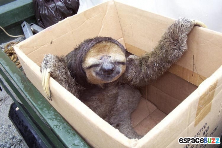 Illustration de l'article : 26 animaux qui ont l'air d'en avoir fumé de la bonne