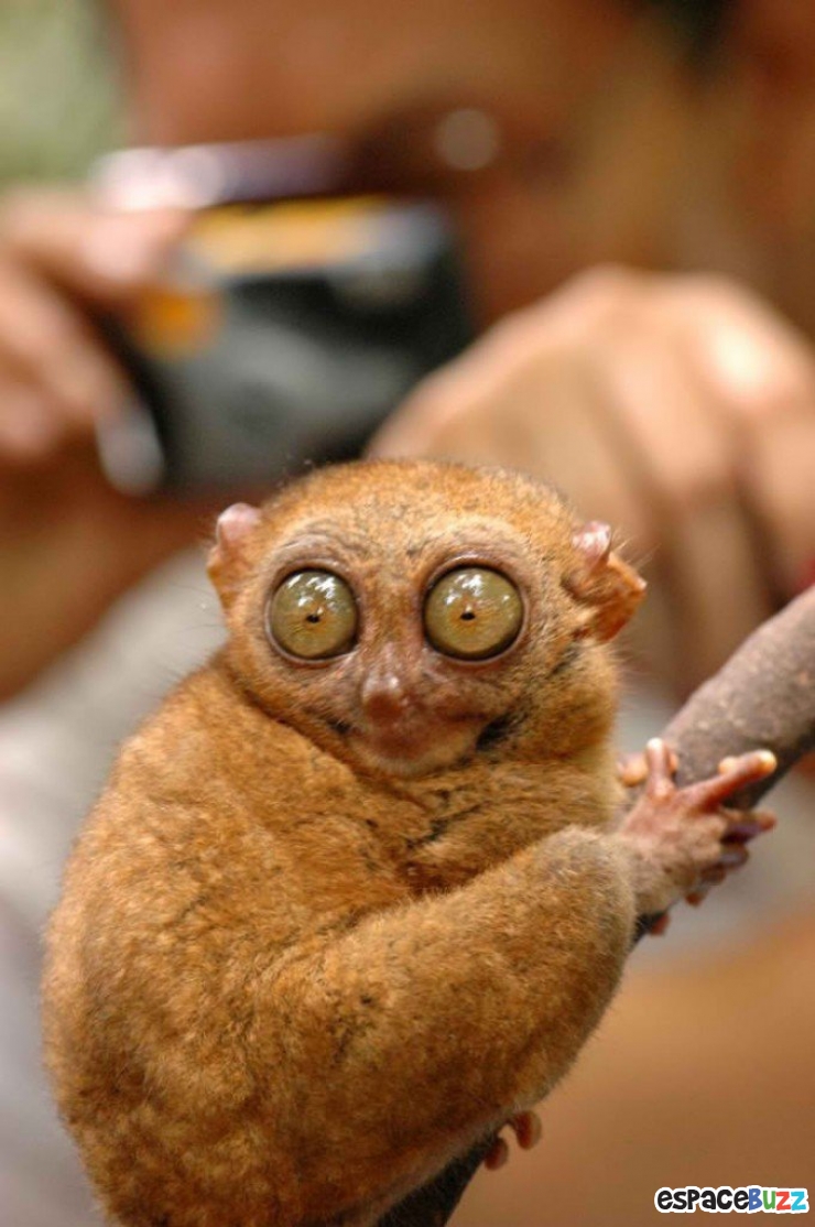 Illustration de l'article : 26 animaux qui ont l'air d'en avoir fumé de la bonne