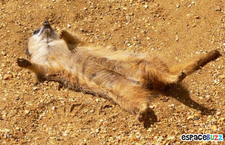 Illustration de l'article : 26 animaux qui ont l'air d'en avoir fumé de la bonne