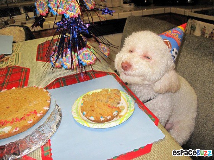 Illustration de l'article : 26 animaux qui ont l'air d'en avoir fumé de la bonne