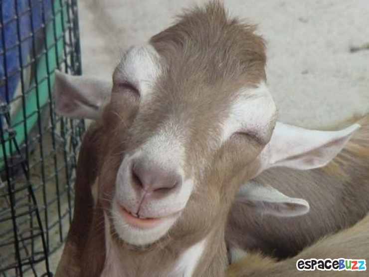 Illustration de l'article : 26 animaux qui ont l'air d'en avoir fumé de la bonne