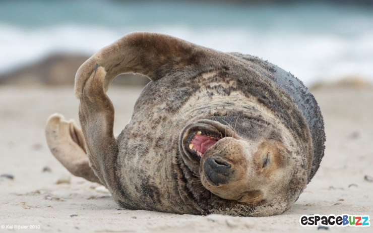 Illustration de l'article : 26 animaux qui ont l'air d'en avoir fumé de la bonne