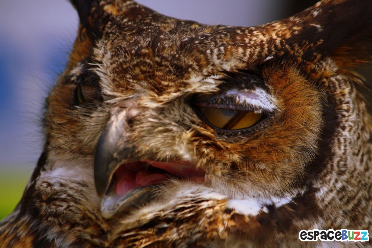 Illustration de l'article : 26 animaux qui ont l'air d'en avoir fumé de la bonne