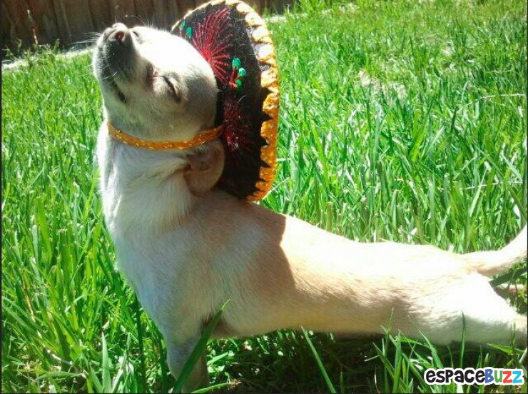 Illustration de l'article : 26 animaux qui ont l'air d'en avoir fumé de la bonne