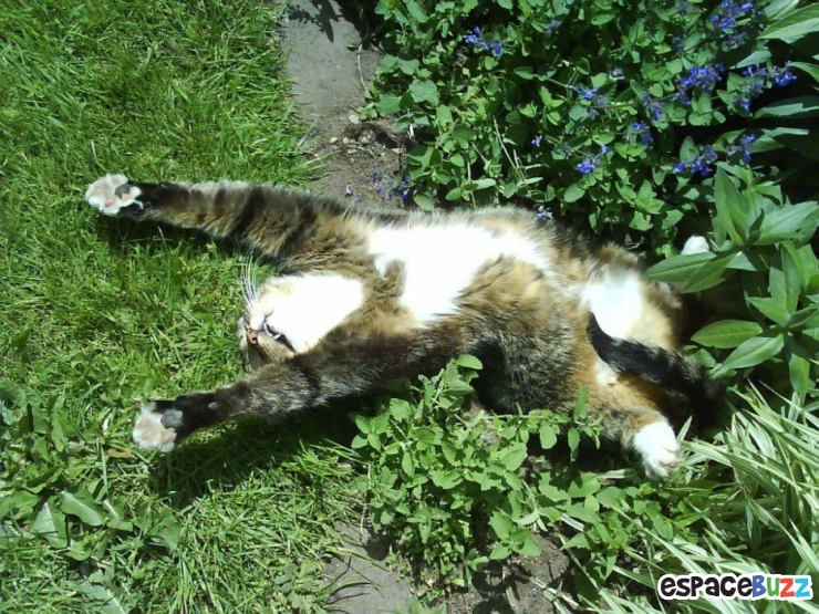 Illustration de l'article : 26 animaux qui ont l'air d'en avoir fumé de la bonne