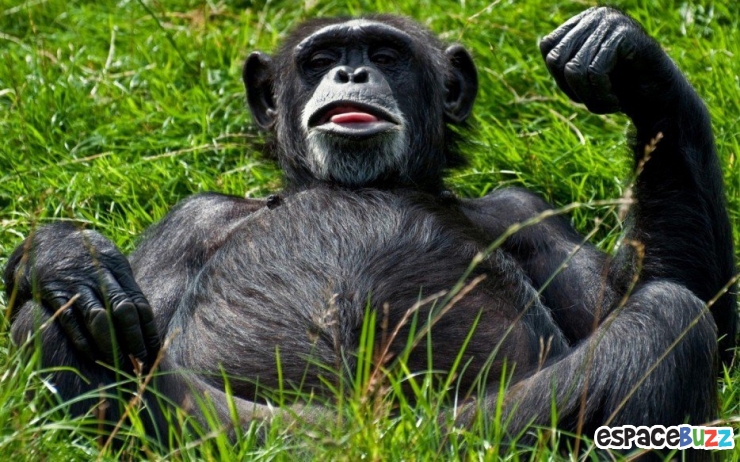 Illustration de l'article : 26 animaux qui ont l'air d'en avoir fumé de la bonne